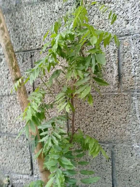 我的紫藤下山桩快死了 怎么办 图片