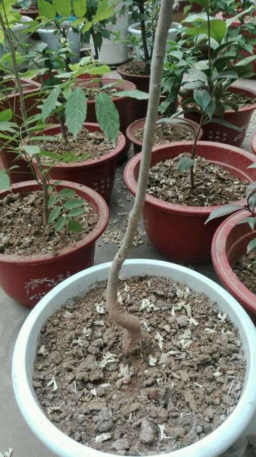 我的紫藤下山桩快死了 怎么办 图片