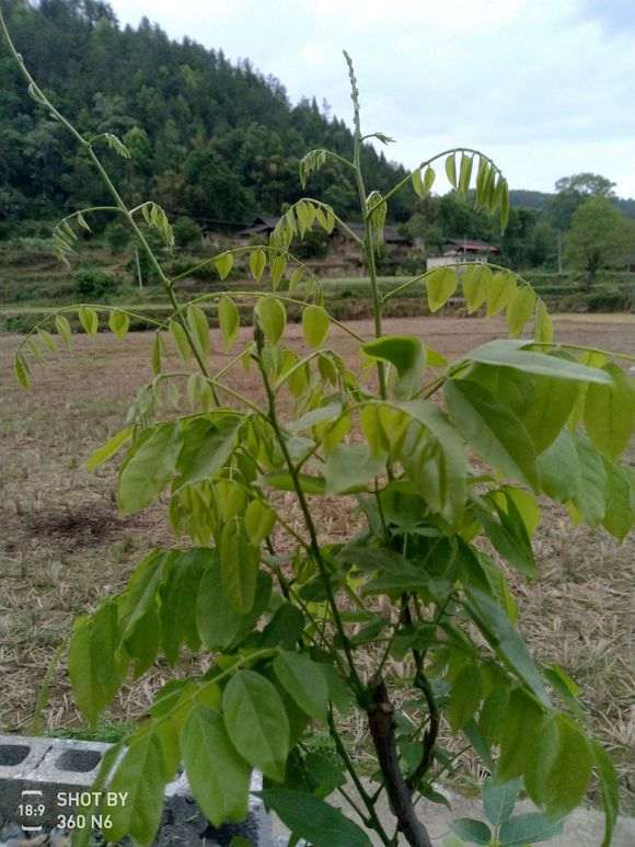 我的紫藤下山桩快死了 怎么办 图片
