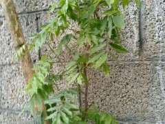 我的紫藤下山桩快死了 怎么办 图片