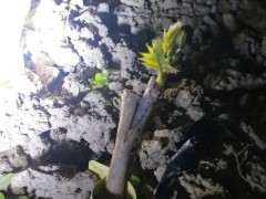 刚好嫁接紫藤下山桩20天 可以吗 图片