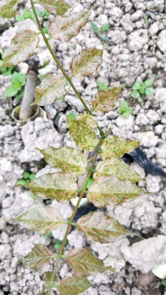 紫藤下山桩几年可以开花 怎么样 图片