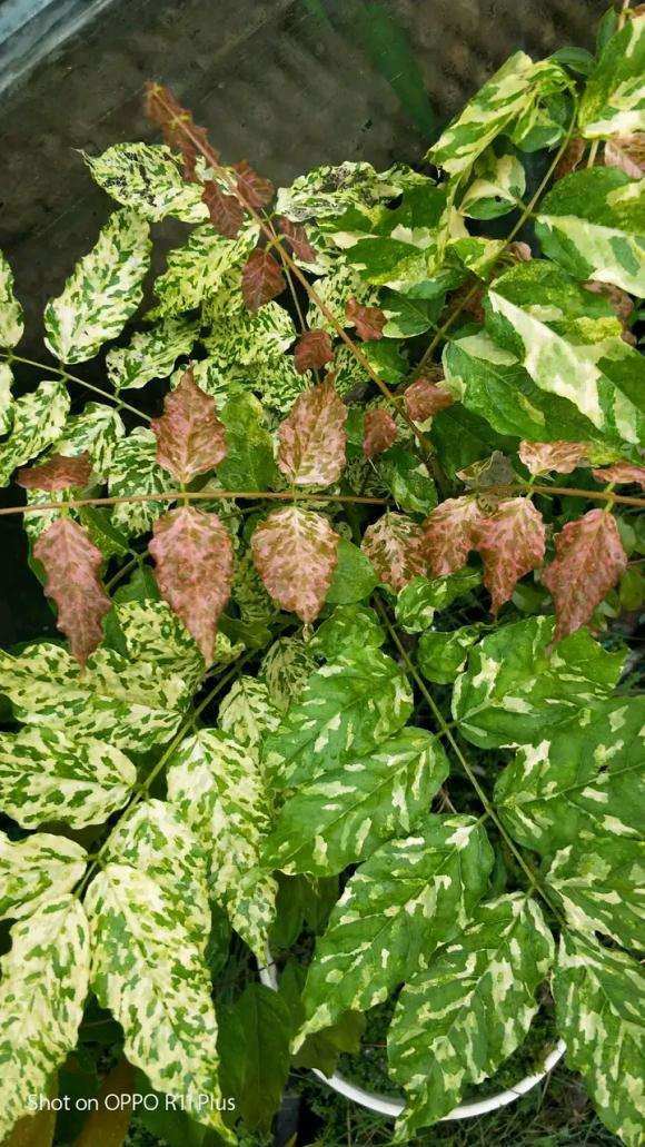 紫藤下山桩几年可以开花 怎么样 图片