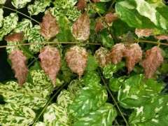 紫藤下山桩几年可以开花 可以吗 图片