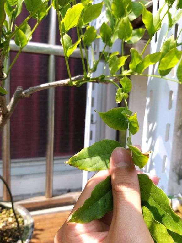 紫藤下山桩叶子有斑点 怎么办 图片