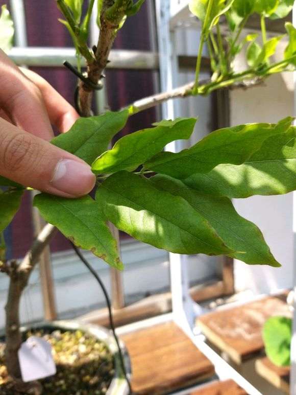 紫藤下山桩叶子有斑点 怎么办 图片