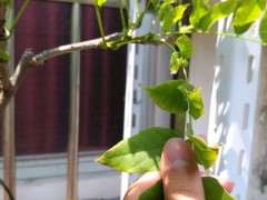 紫藤下山桩叶子有斑点 怎么办 图片