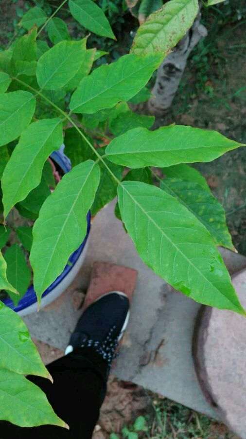 紫藤下山桩和我是和河南的有关系吗 图片