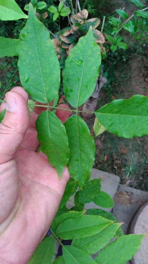 紫藤下山桩和我是和河南的有关系吗 图片