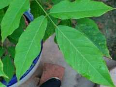 紫藤下山桩和我是和河南的有关系吗 图片