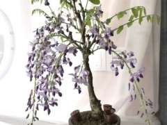 广东粤西地区可以种紫藤下山桩吗 图片