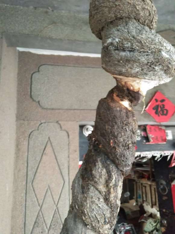 图解 紫藤下山桩老枝干怎么高压环剥
