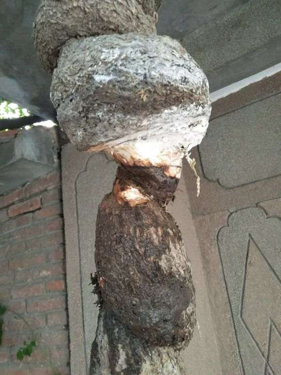 图解 紫藤下山桩老枝干怎么高压环剥