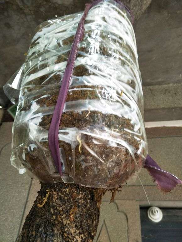 图解 紫藤下山桩老枝干怎么高压环剥
