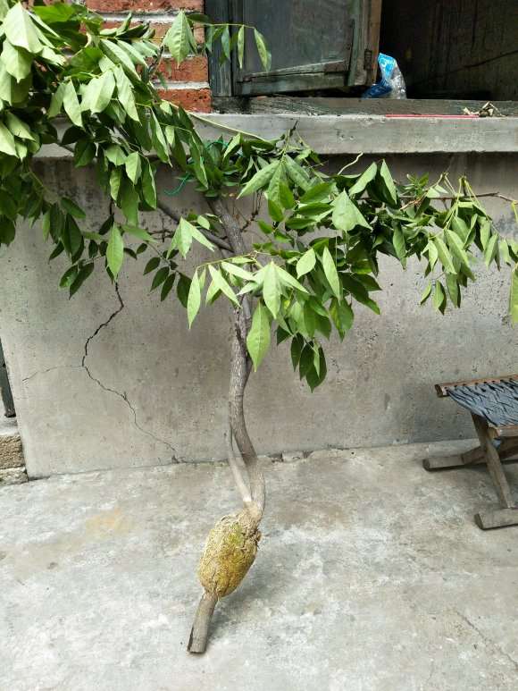 图解 紫藤下山桩老枝干怎么高压环剥