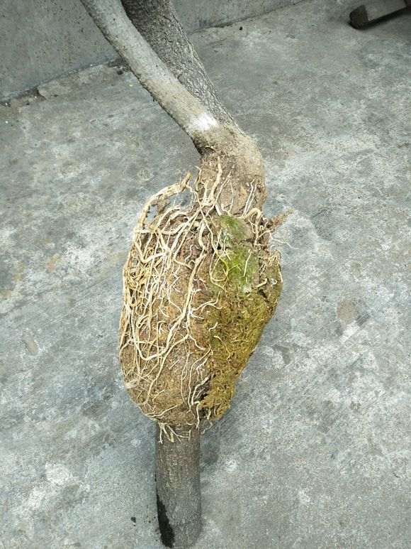 图解 紫藤下山桩老枝干怎么高压环剥