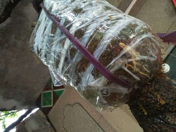 图解 紫藤下山桩老枝干怎么高压环剥