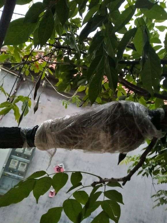 图解 紫藤下山桩老枝干怎么高压环剥