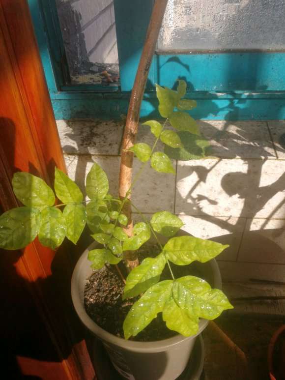 紫藤下山桩每年长几片叶子 怎么办 图片