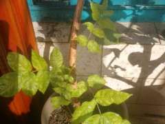 紫藤下山桩每年长几片叶子 怎么办 图片