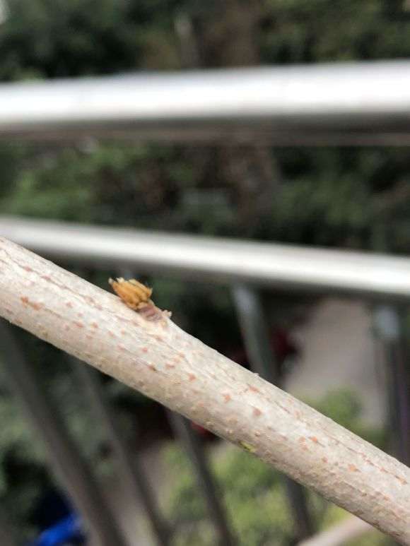 紫藤下山桩多少度开始发芽 图片