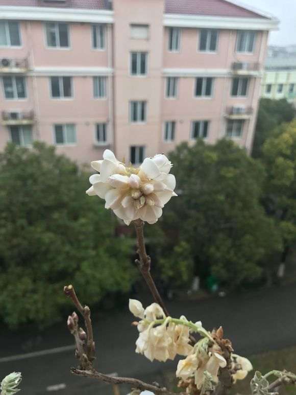 紫藤下山桩多少度开始发芽 图片