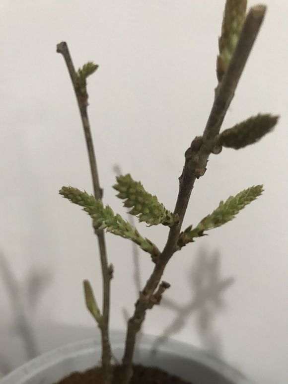 紫藤下山桩多少度开始发芽 图片