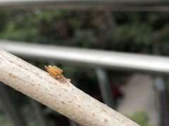 紫藤下山桩多少度开始发芽 图片