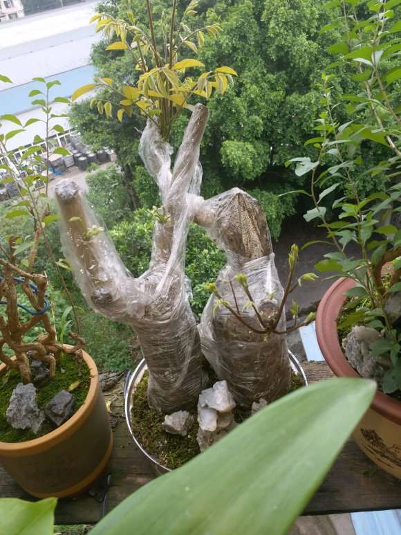 紫藤下山桩现在还能种活吗 图片