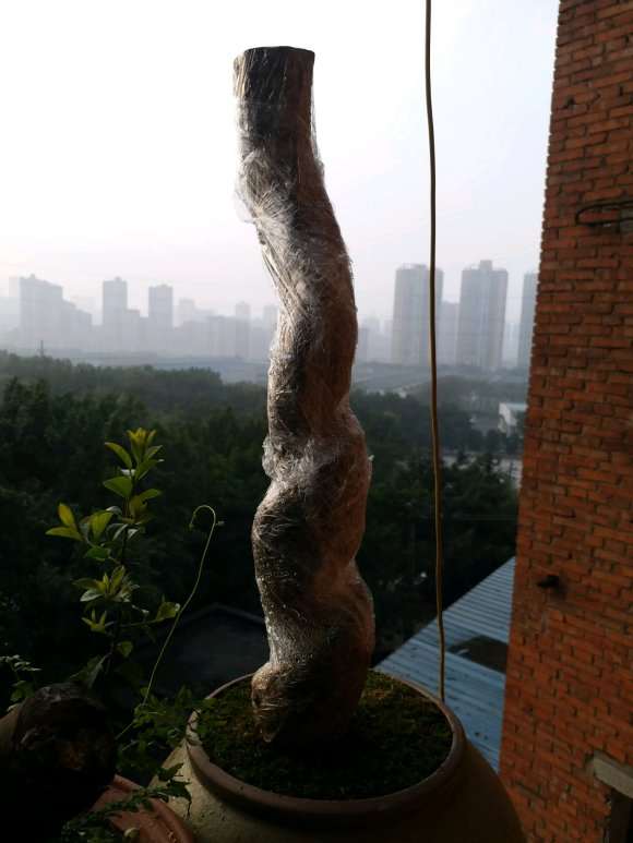 紫藤下山桩现在还能种活吗 图片