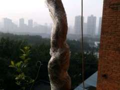 紫藤下山桩现在还能种活吗 图片