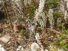 大神知道美国紫藤下山桩这个品种么 图片