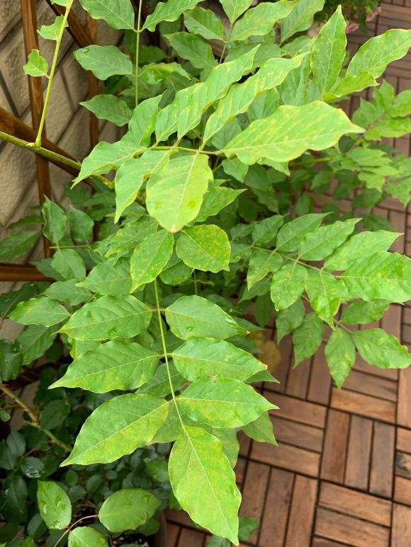 紫藤下山桩叶子这样是怎么回事 图片