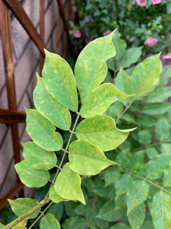 紫藤下山桩叶子这样是怎么回事 图片