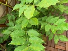 紫藤下山桩叶子这样是怎么回事 图片