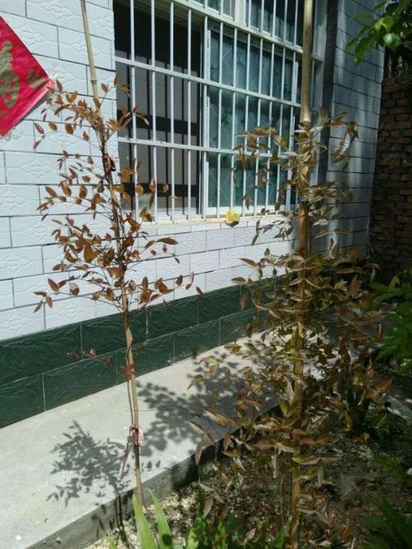 紫藤下山桩可以种房子旁边吗 图片