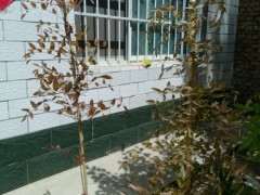 紫藤下山桩可以种房子旁边吗 图片