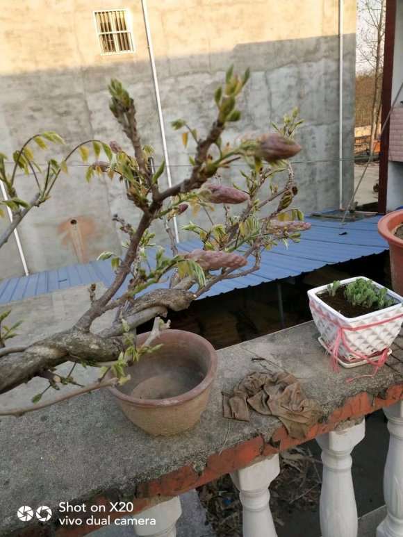 紫藤下山桩种了五年都不开花怎么办 图片