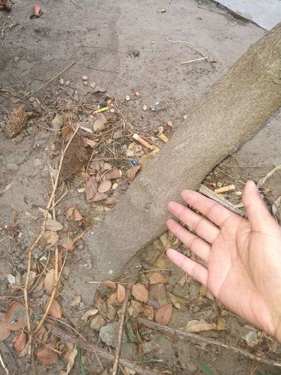 紫藤下山桩种了五年都不开花怎么办 图片