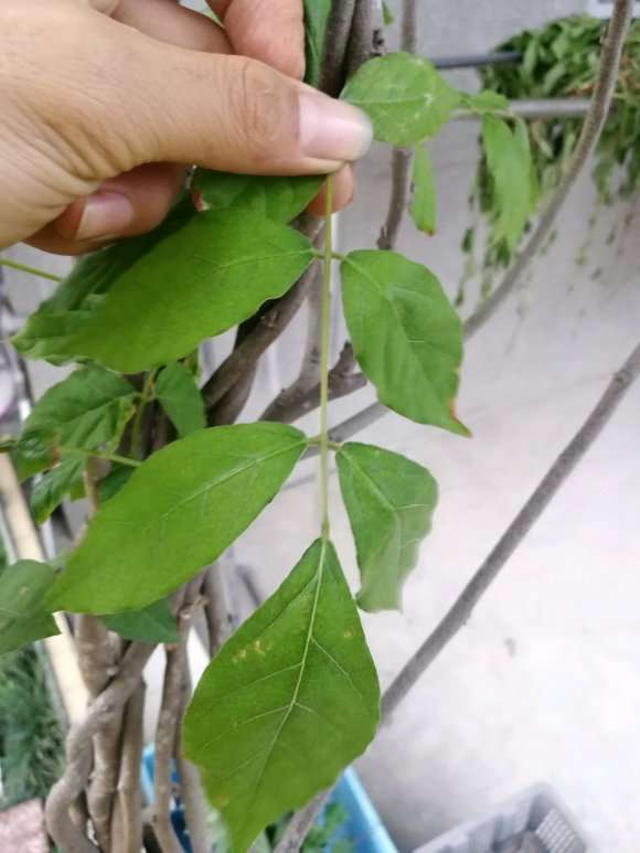 紫藤下山桩种了五年都不开花怎么办 图片