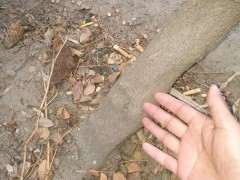 紫藤下山桩种了五年都不开花怎么办 图片