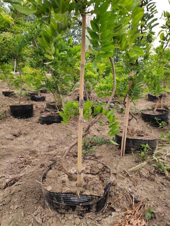 有没有靠谱的紫藤下山桩苗推荐 图片