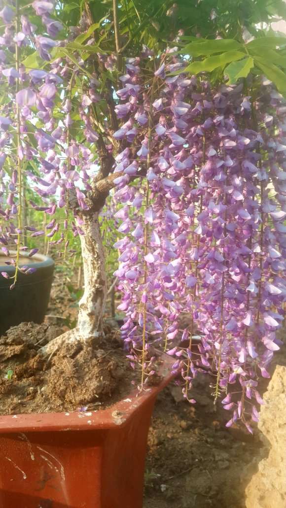 有没有靠谱的紫藤下山桩苗推荐 图片