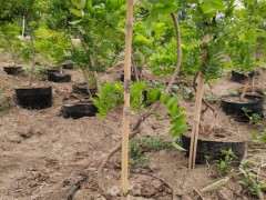 有没有靠谱的紫藤下山桩苗推荐 图片