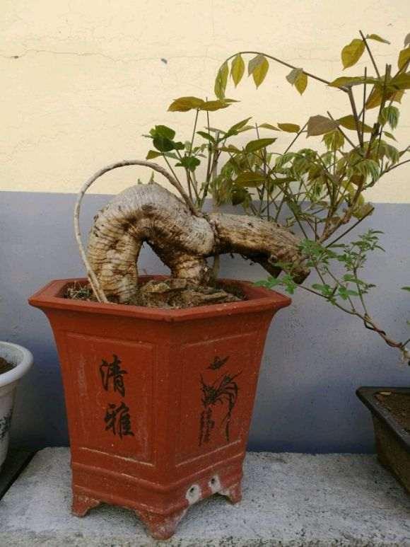 紫藤下山桩怎么造型好的方法 图片