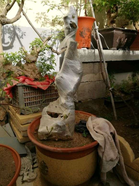 紫藤下山桩怎么造型好的方法 图片