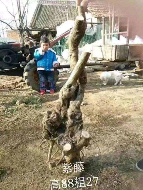 紫藤下山桩怎么造型好的方法 图片