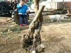 紫藤下山桩怎么造型好的方法 图片