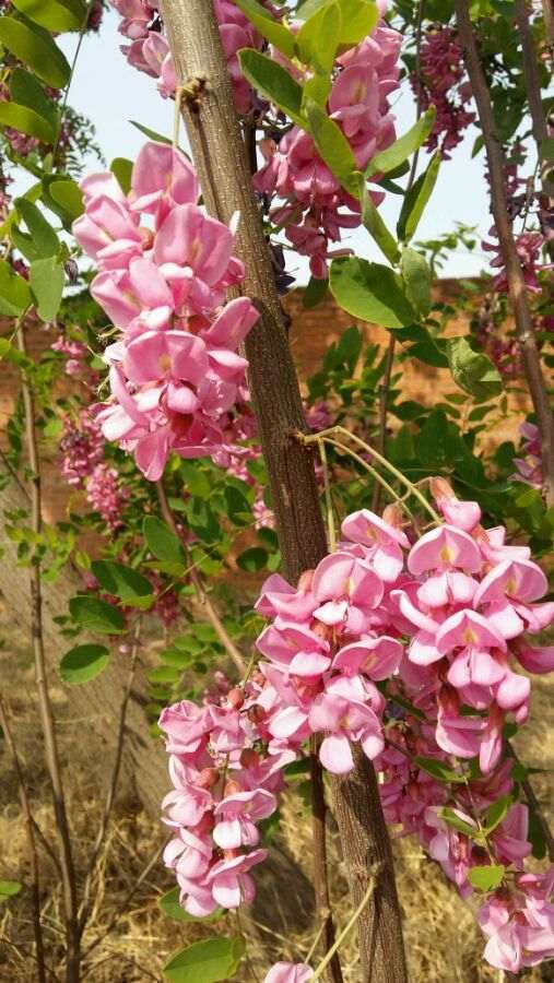 这个是紫藤下山桩 还是槐树花 怎么区别