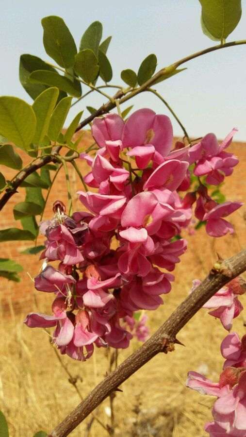这个是紫藤下山桩 还是槐树花 怎么区别